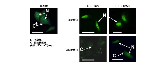 ヒト気管支上皮細胞におけるYFP-GRの核移行