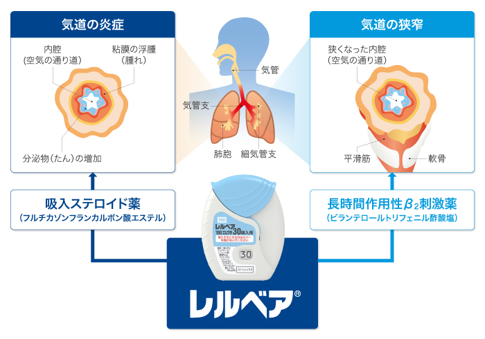 気管支喘息の病態とレルベアの作用機序